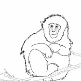 Cute Monkey Coloring Pages Printable