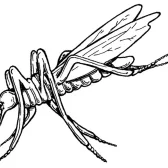 Mosquito Coloring Pages Pictures