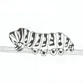 Printable Caterpillar Coloring Pages For Kids