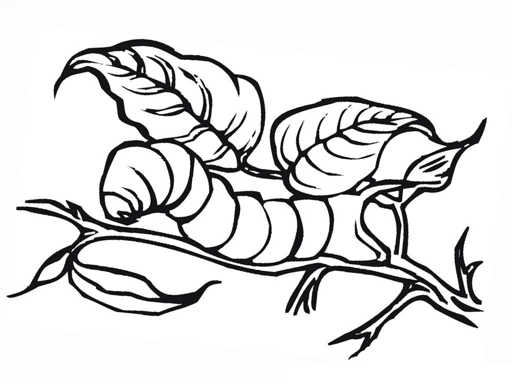 Caterpillar Coloring Pages Photos