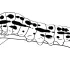 Caterpillar Coloring Pages Pictures