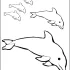 Dolphin Printable Coloring Pages