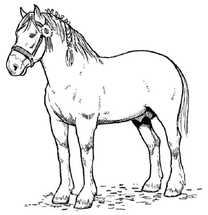 Horse Coloring Pages To Print