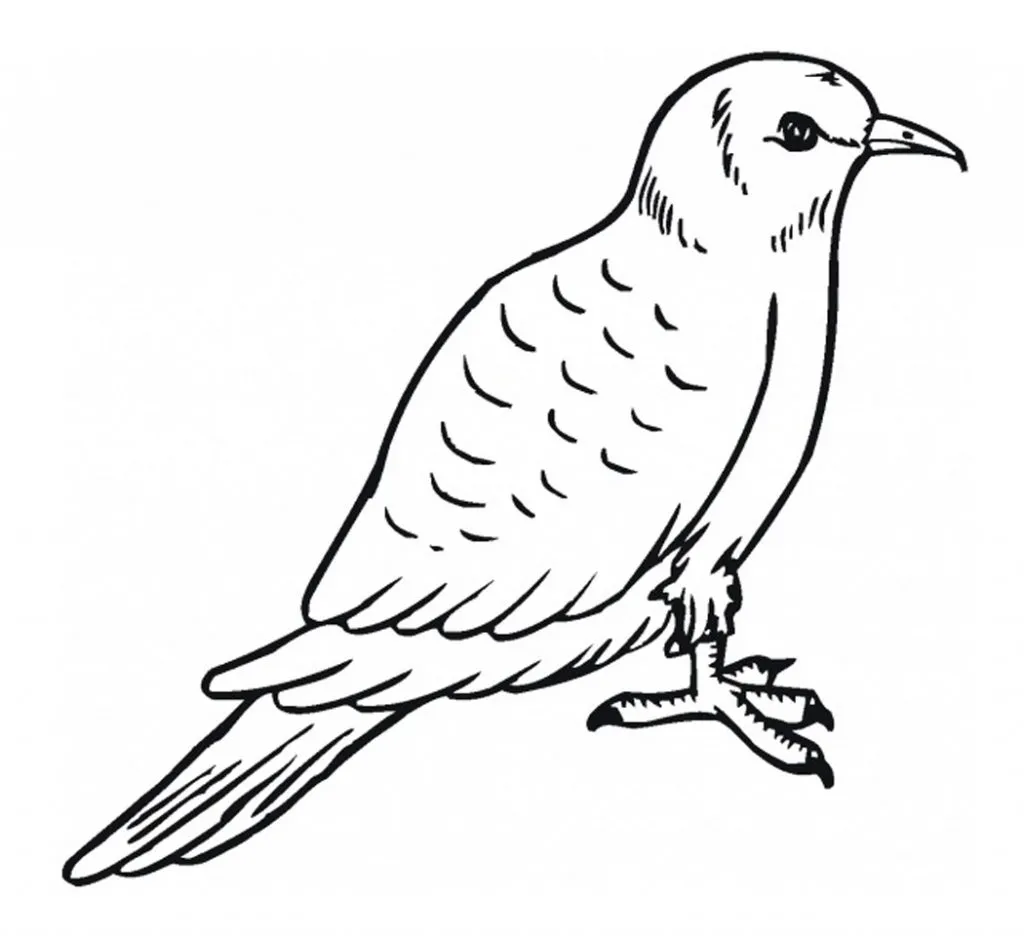 Coloring Pages of Pigeon