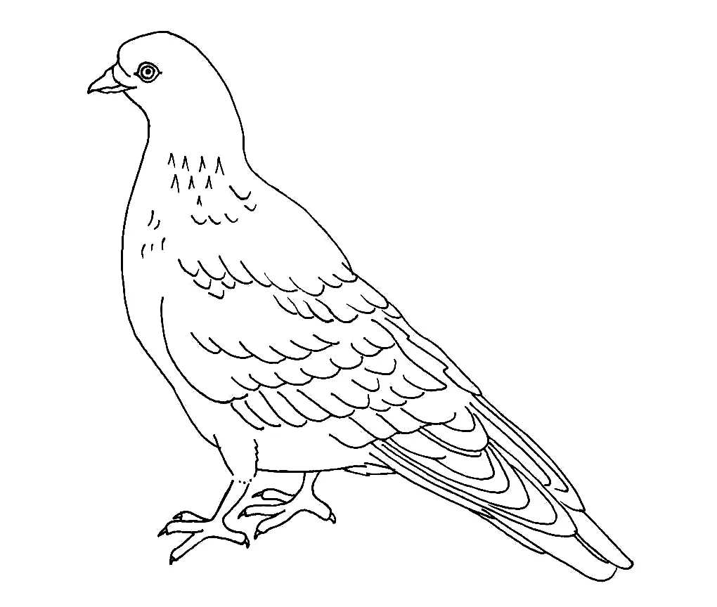Pigeon Coloring Page
