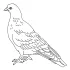 Pigeon Coloring Page