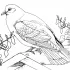 Pigeon Coloring Pages