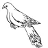 Printable Pigeon Coloring Pages