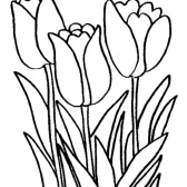 Tulip Coloring Pages Free Printable